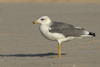 Larus armenicus