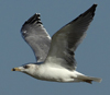 Larus armenicus