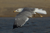 Larus armenicus