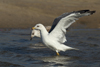 Larus armenicus