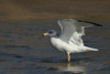 Larus armenicus