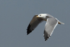 Larus armenicus