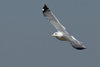 Larus armenicus