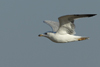 Larus armenicus