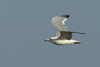 Larus armenicus