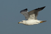 Larus armenicus