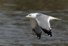 Larus armenicus