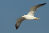 Larus armenicus