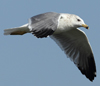 Larus armenicus
