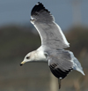 Larus armenicus