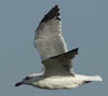 Larus armenicus