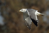 Larus armenicus