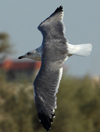 Larus armenicus