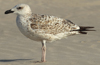 Larus armenicus