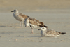 Larus armenicus