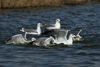 Larus armenicus