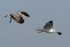 Larus armenicus