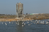 Larus armenicus