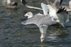Larus armenicus