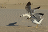 Larus armenicus