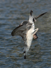 Larus armenicus