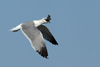Larus armenicus