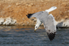 Larus armenicus