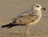 Larus armenicus