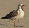 Larus armenicus