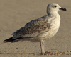 Larus armenicus