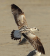 Larus armenicus