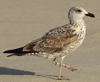Larus armenicus