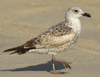 Larus armenicus