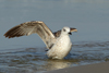 Larus armenicus