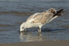Larus armenicus