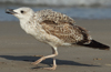 Larus armenicus