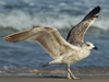 Larus armenicus