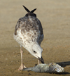 Larus armenicus