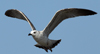 Larus armenicus