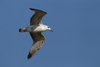 Larus armenicus