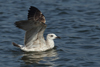 Larus armenicus