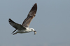 Larus armenicus