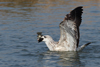 Larus armenicus