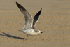 Larus armenicus