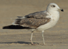 Larus armenicus