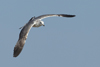 Larus armenicus