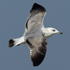 Larus armenicus
