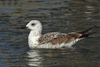 Larus armenicus