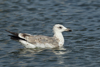 Larus armenicus