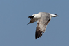 Larus armenicus